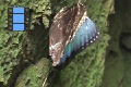 Scene_54_Morpho peleides resting on a wall-close up4